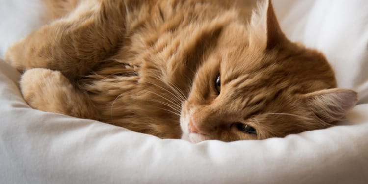 5 Sustainable Ways to Care For Your Cats