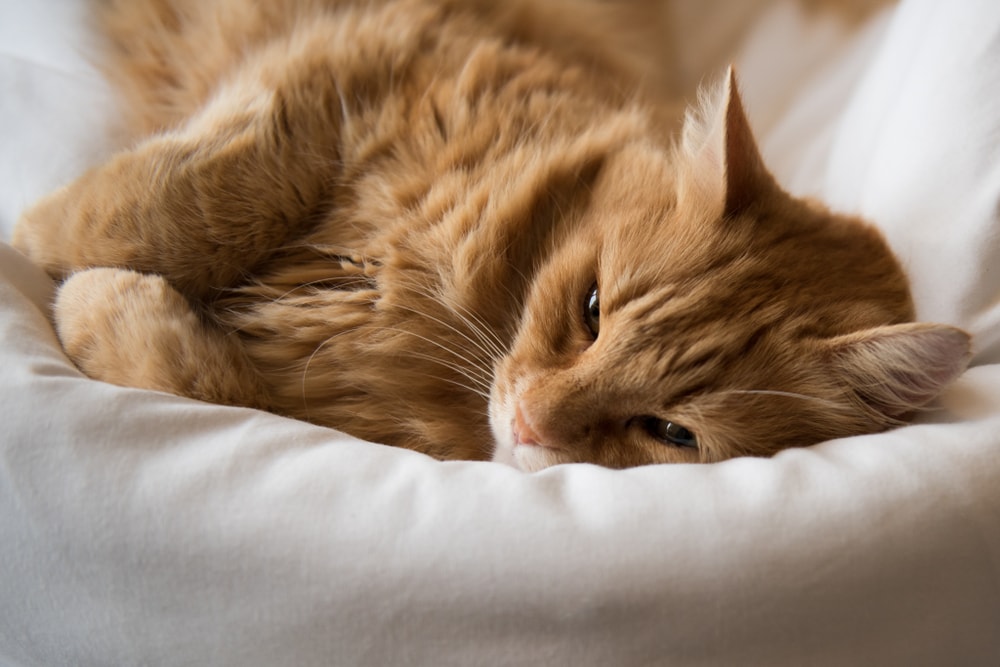 5 Sustainable Ways to Care For Your Cats
