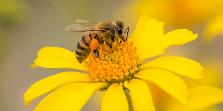 EU Unveils Law to Halt Biodiversity Loss and Improve Food Systems
