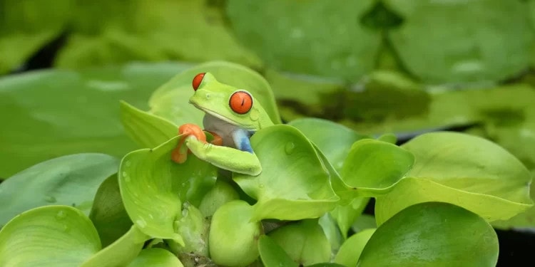 UN Biodiversity Talks in Nairobi Reach Crisis Point