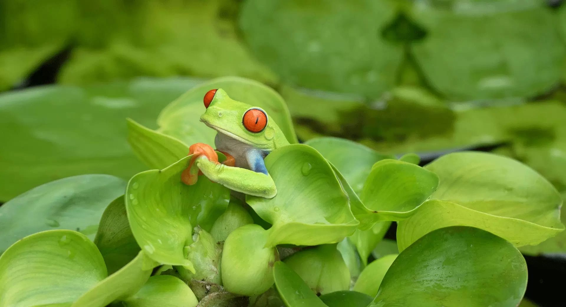 UN Biodiversity Talks in Nairobi Reach Crisis Point