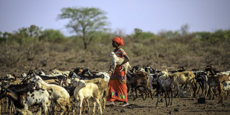 Food Security and Medical Support: Animals Need It Too