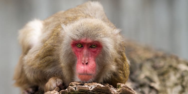 Not a Conservation Success: Macaque Monkeys, No Longer an Endangered Species, Attack Humans in Japan