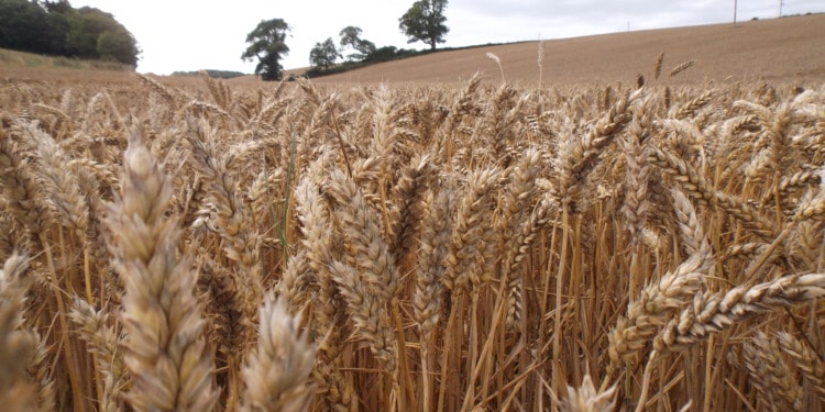 “Nothing Short of Lifesaving”: Russia and Ukraine Sign Grain Export Deal