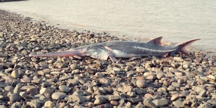 Another Species Now Officially Extinct