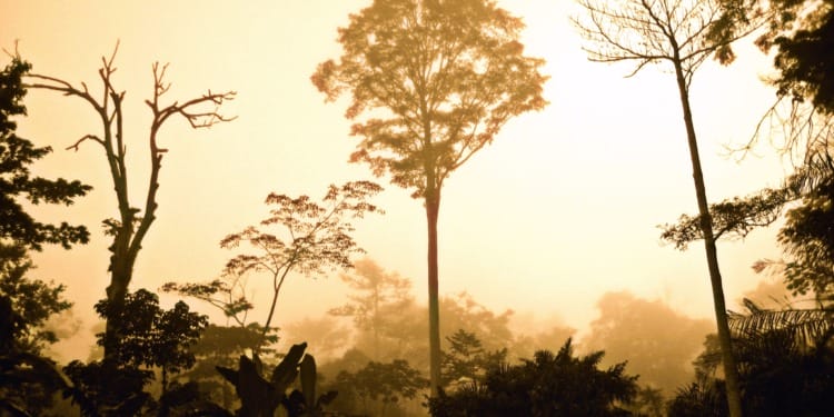 First the Amazon, Now the Congo Basin: Another Step Back in the Fight Against Climate Change