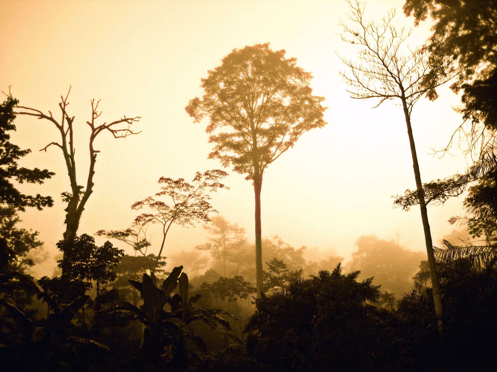 First the Amazon, Now the Congo Basin: Another Step Back in the Fight Against Climate Change