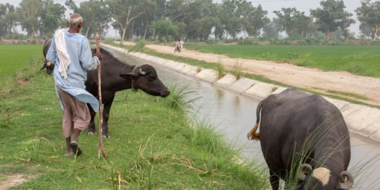 One Health: The International Community Takes A New Step Forward