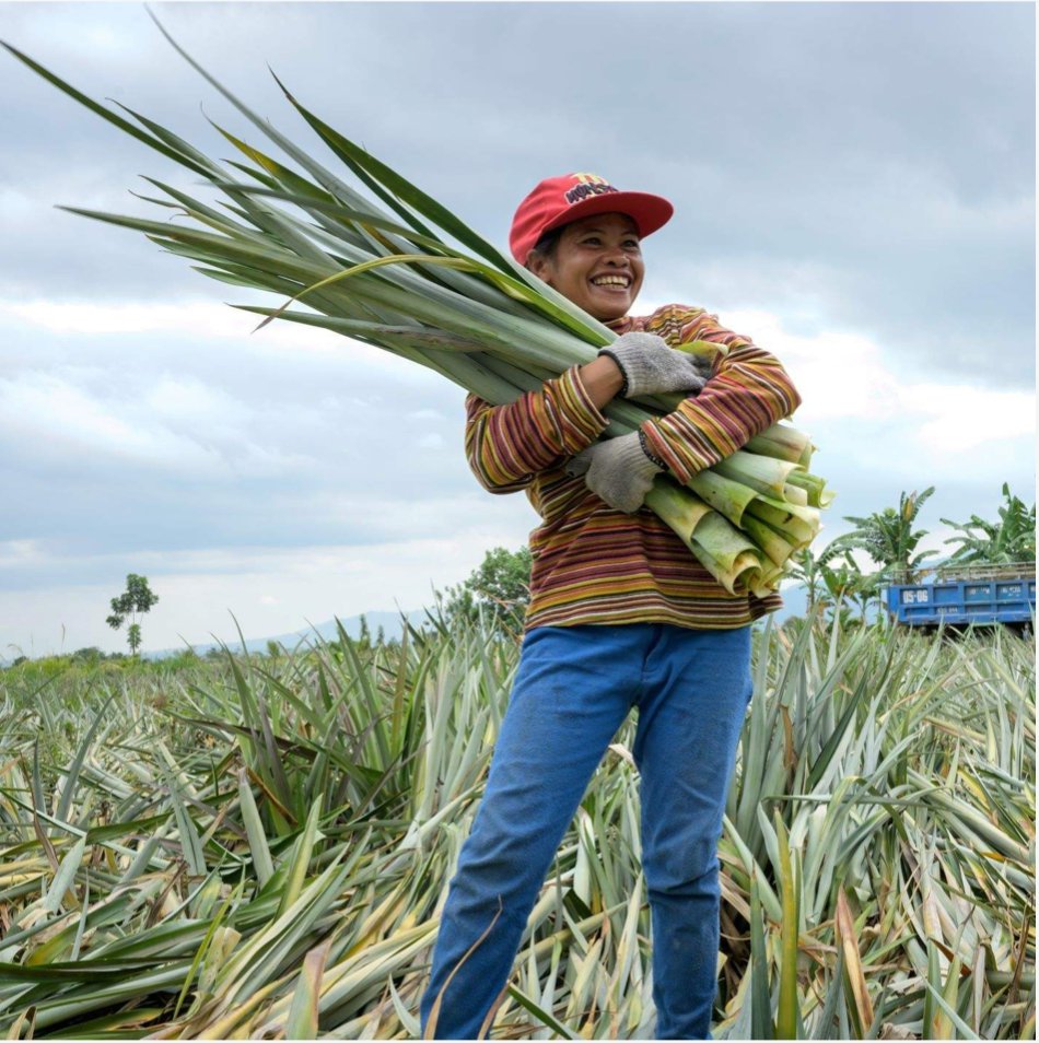 pineapple leaf harvest
