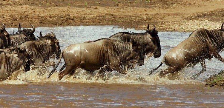 One Health Needs More Soft Power