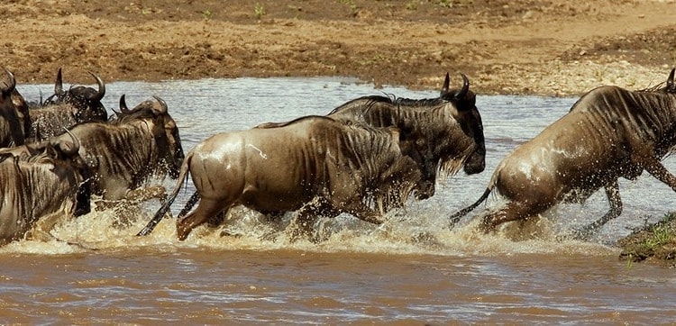 One Health Needs More Soft Power