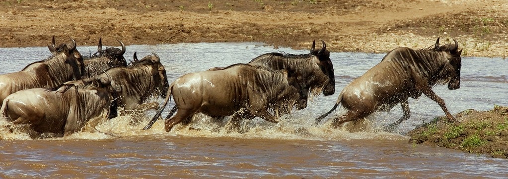 One Health Needs More Soft Power