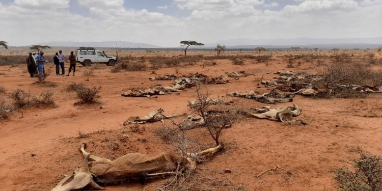 In the Photo: Drought in Ethiopia, 2022
Photo Credit: Flickr