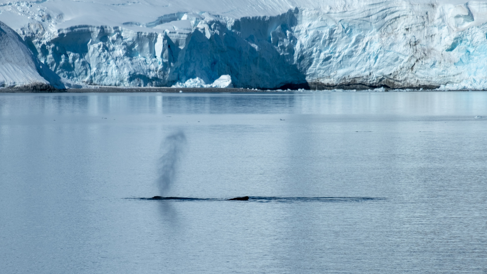 Antarctica