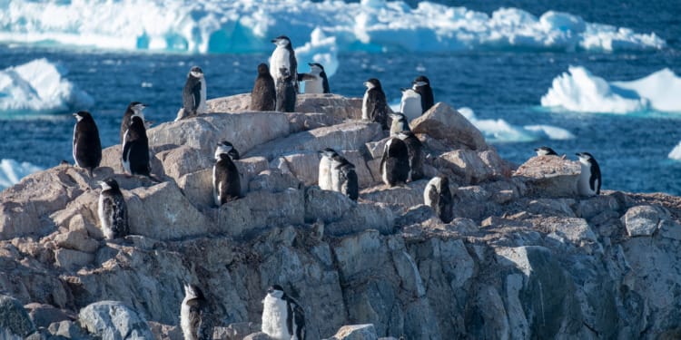 Action for Antarctica: Saving the World’s Last Great Wilderness