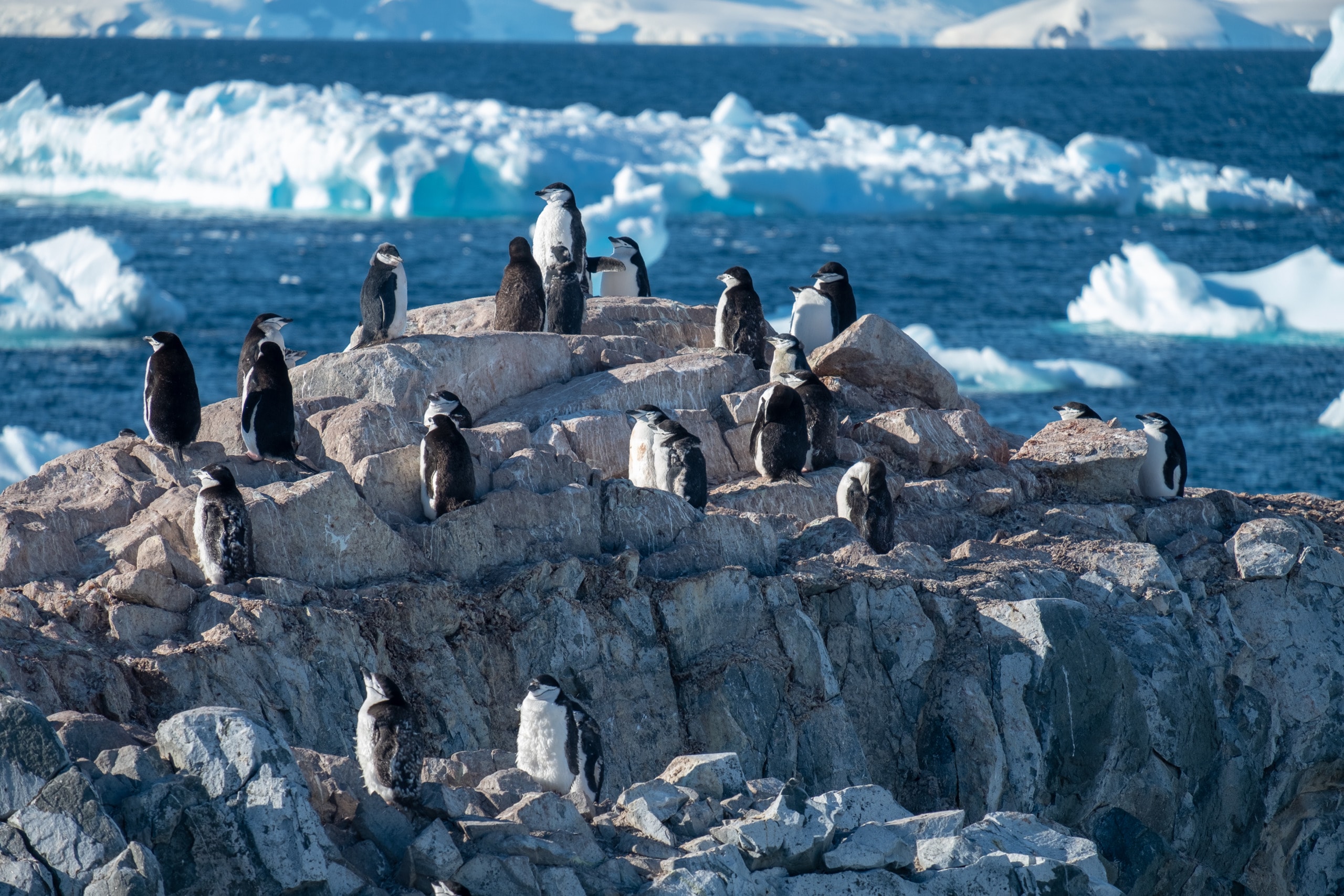 Action for Antarctica: Saving the World’s Last Great Wilderness
