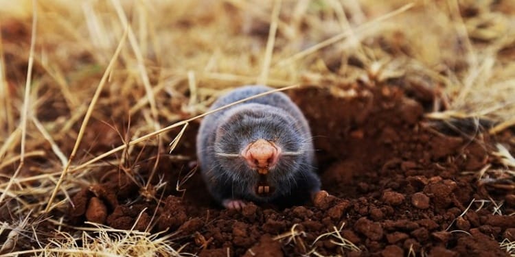 It’s Time to Get Serious About Preventing Pandemics