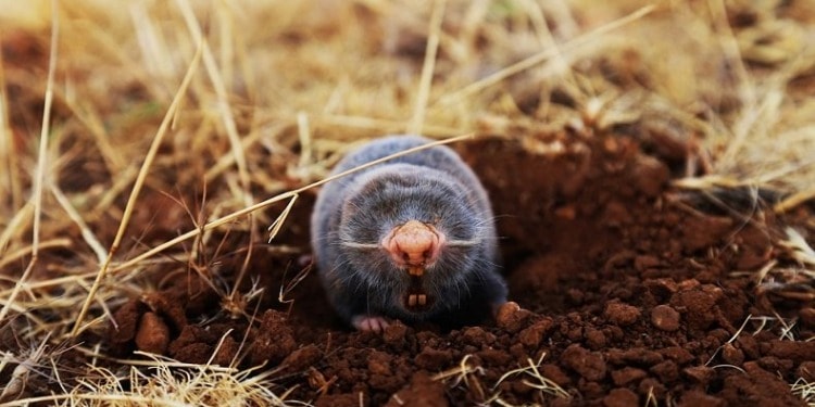 It’s Time to Get Serious About Preventing Pandemics