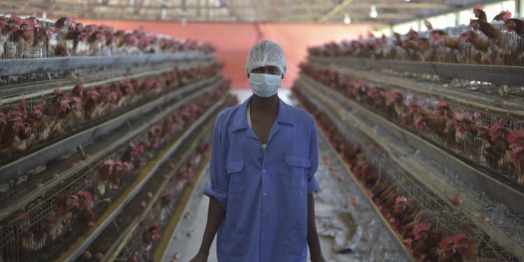 Africa’s Agribusiness Sector to Reach US$1 Trillion by 2030: What Role Does the Youth Play?