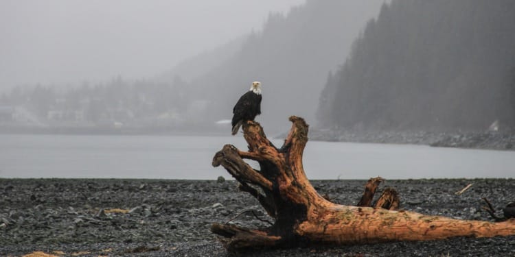 Melting Sea Ice May Mean the End of Driftwood in Iceland