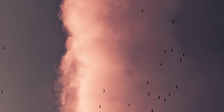 Our Emissions Are Aggravating Over Half of All Infectious Diseases