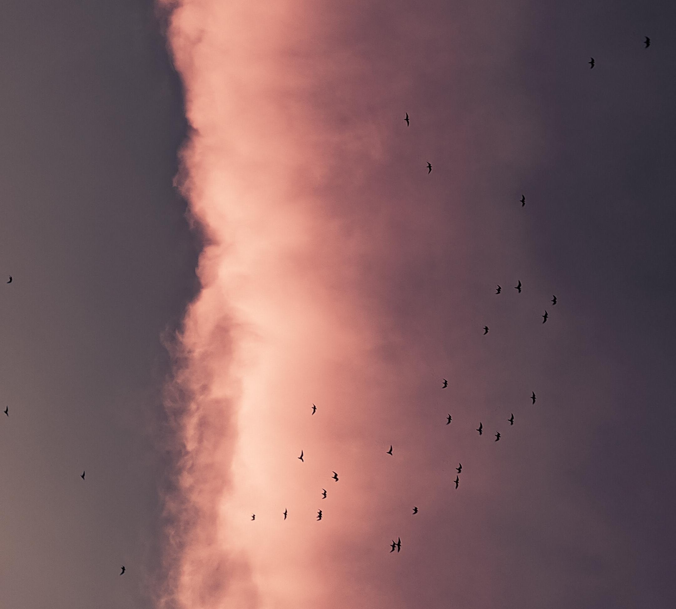 Our Emissions Are Aggravating Over Half of All Infectious Diseases