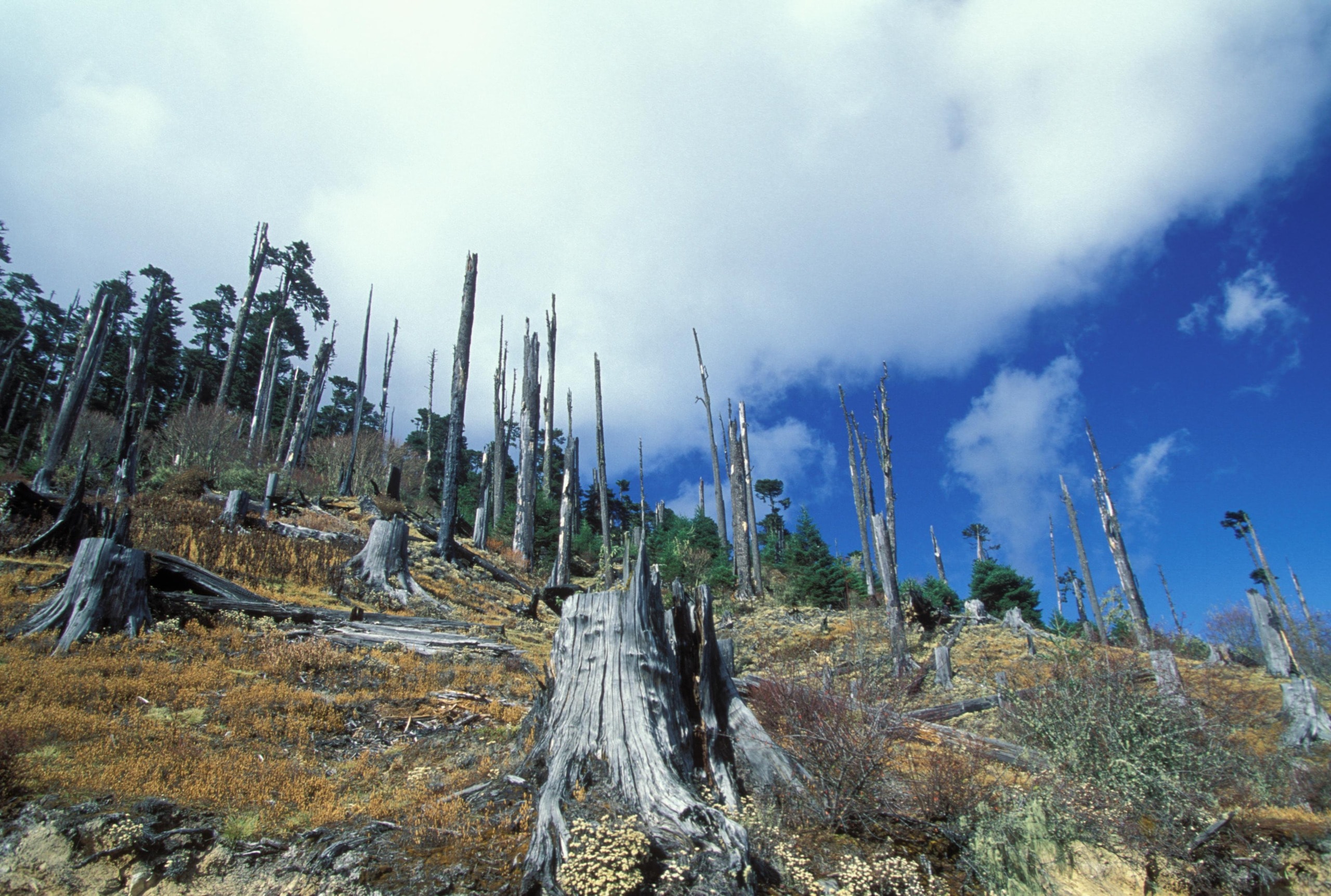 Can New EU Deforestation Law Help Curb Global Environmental Devastation?