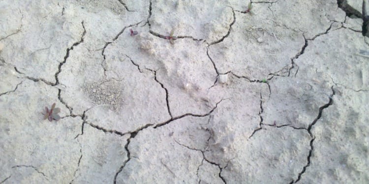 Europe’s Worst Drought in at Least 500 Years Continues