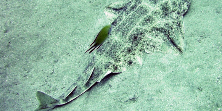 What History Can Teach Us About the Conservation of Endangered Species