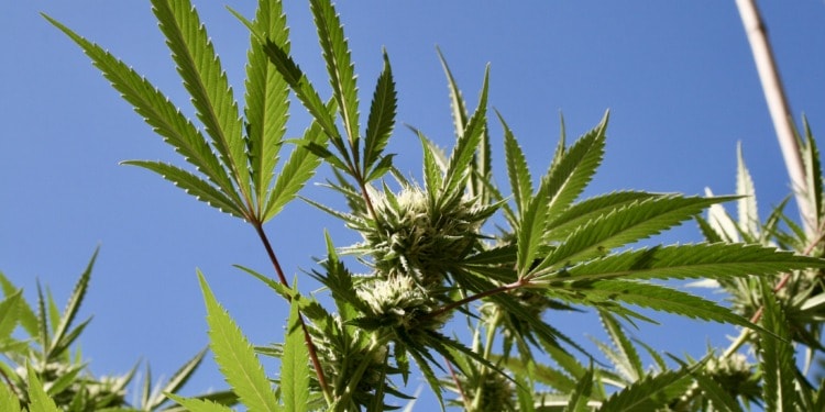 Cannabis cola leaves. Source: Brian Shamblen.