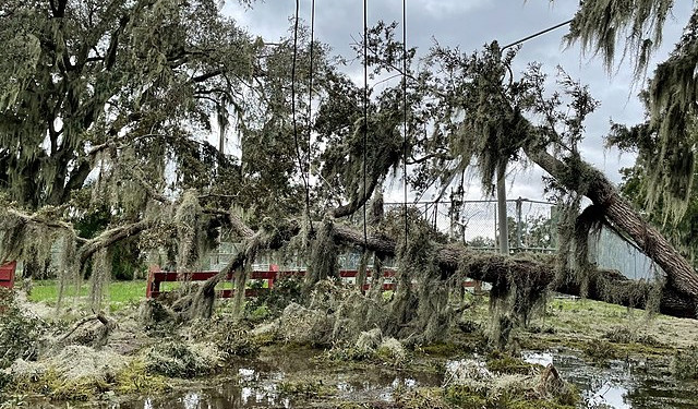 Downed trees and power lines in Bartow, FL after Hurricane Ian.