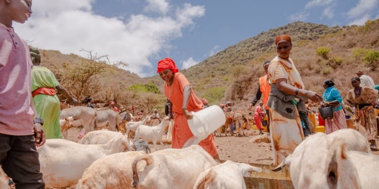 We Collectively Have Only One Health 