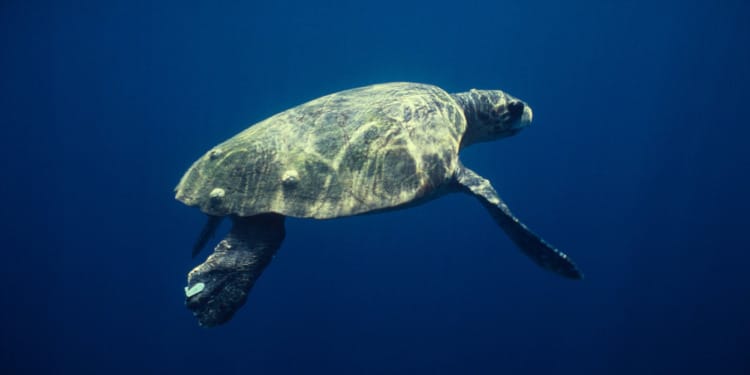 Over Two-Thirds of Wildlife Lost in Less Than a Lifetime