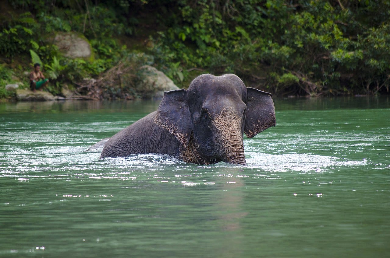 A critically endangered Sumatran elephant, one of the many victims of the mass extinction crisis.