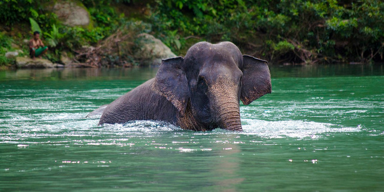 A critically endangered Sumatran elephant, one of the many victims of the mass extinction crisis.