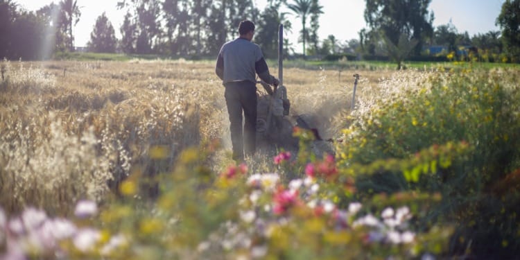 Turning Desert Into Fertile Soils: Interview With Helmy Abouleish