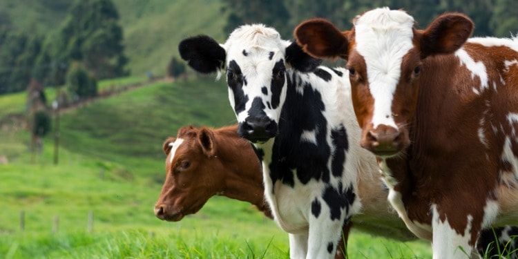 Taxing Cow Farts: New Zealand First Country to Curb Agriculture Emissions