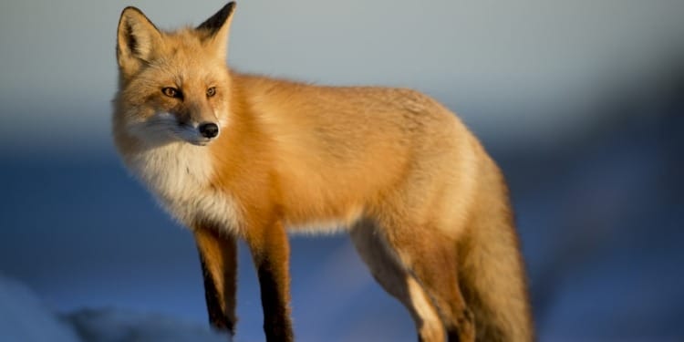 Ways To Celebrate This World Animal Day