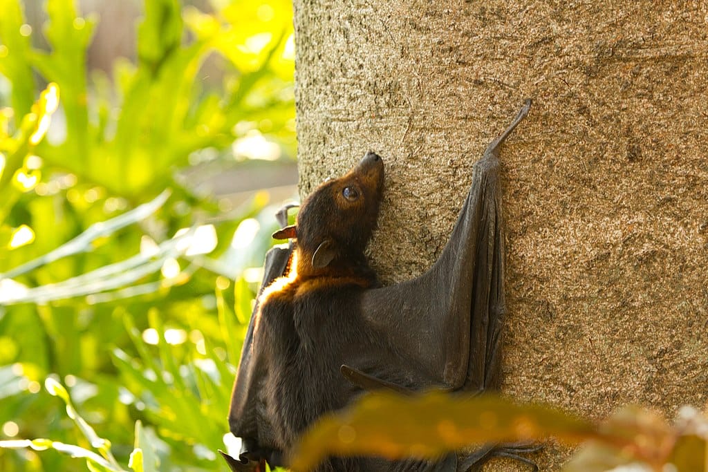 We Need One Health Prevention Approaches to Infectious Disease 