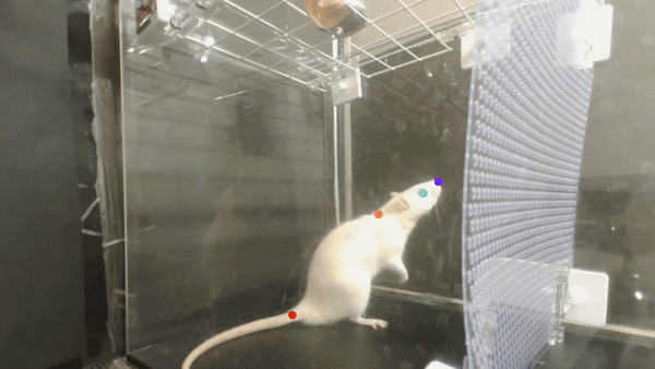 Rats dance to music
