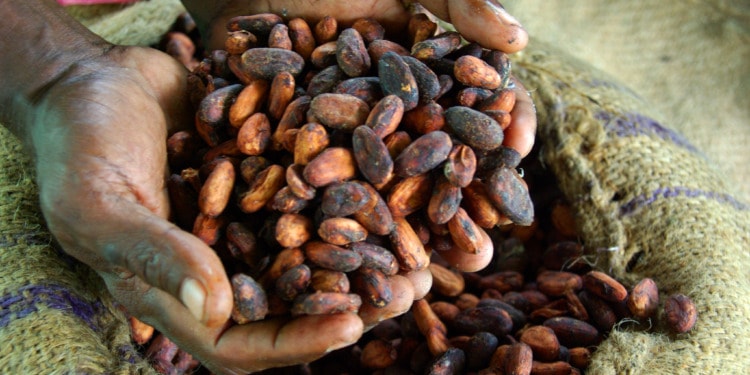 Sustainable Chocolate Is Impossible Without Higher Prices, Report Says