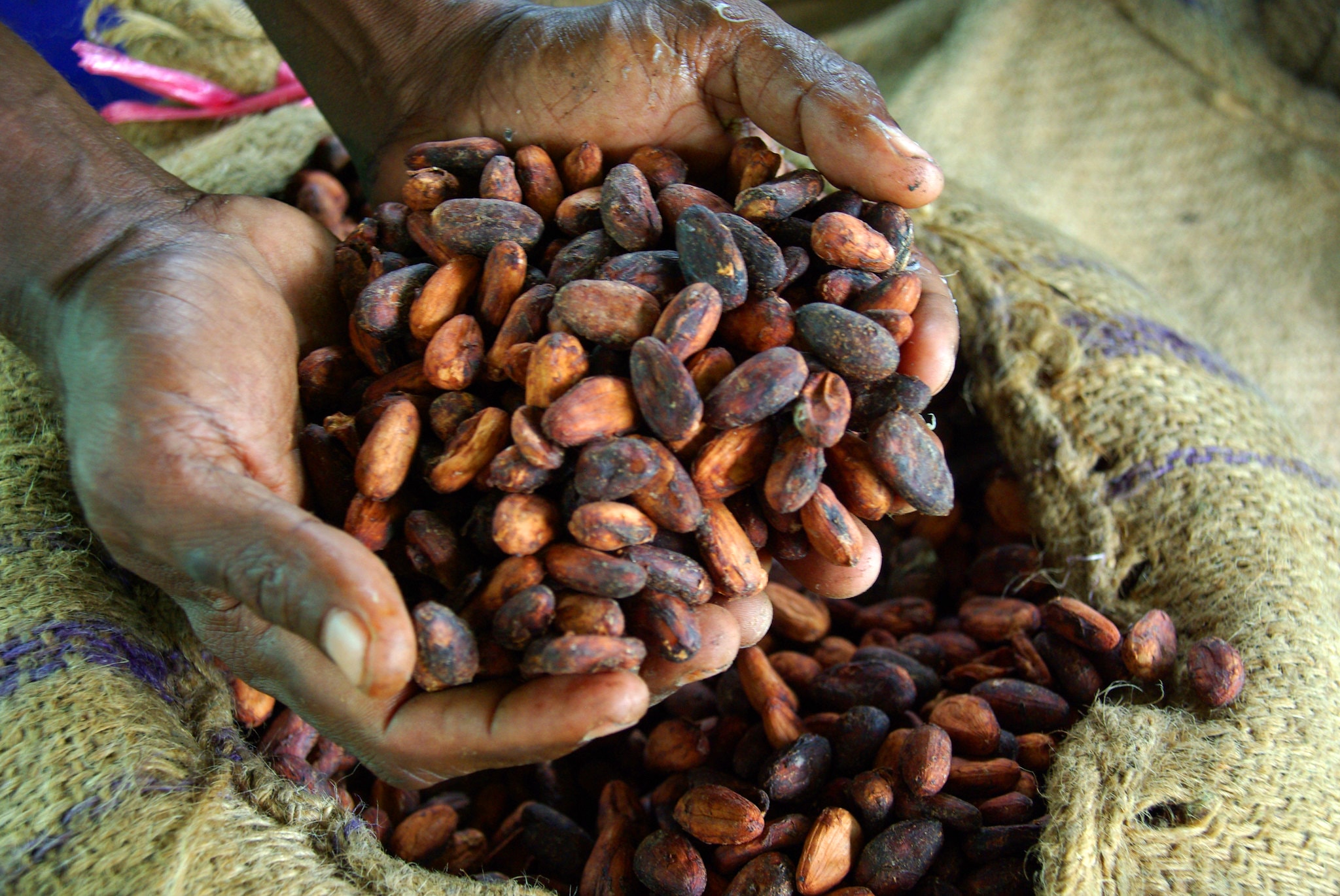 Sustainable Chocolate Is Impossible Without Higher Prices, Report Says