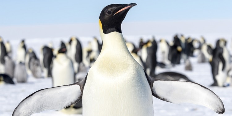 Earth’s ‘Sixth Mass Extinction’ Has Begun, Study Warns