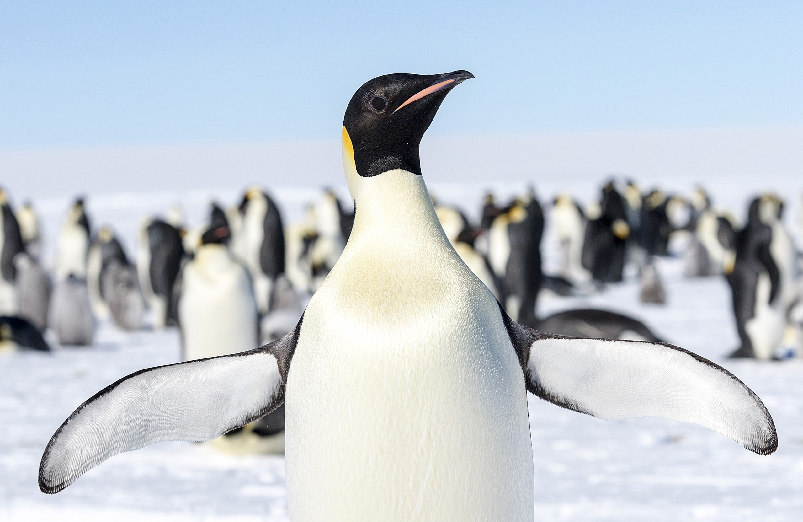 Earth’s ‘Sixth Mass Extinction’ Has Begun, Study Warns