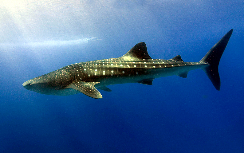 sharks jaws