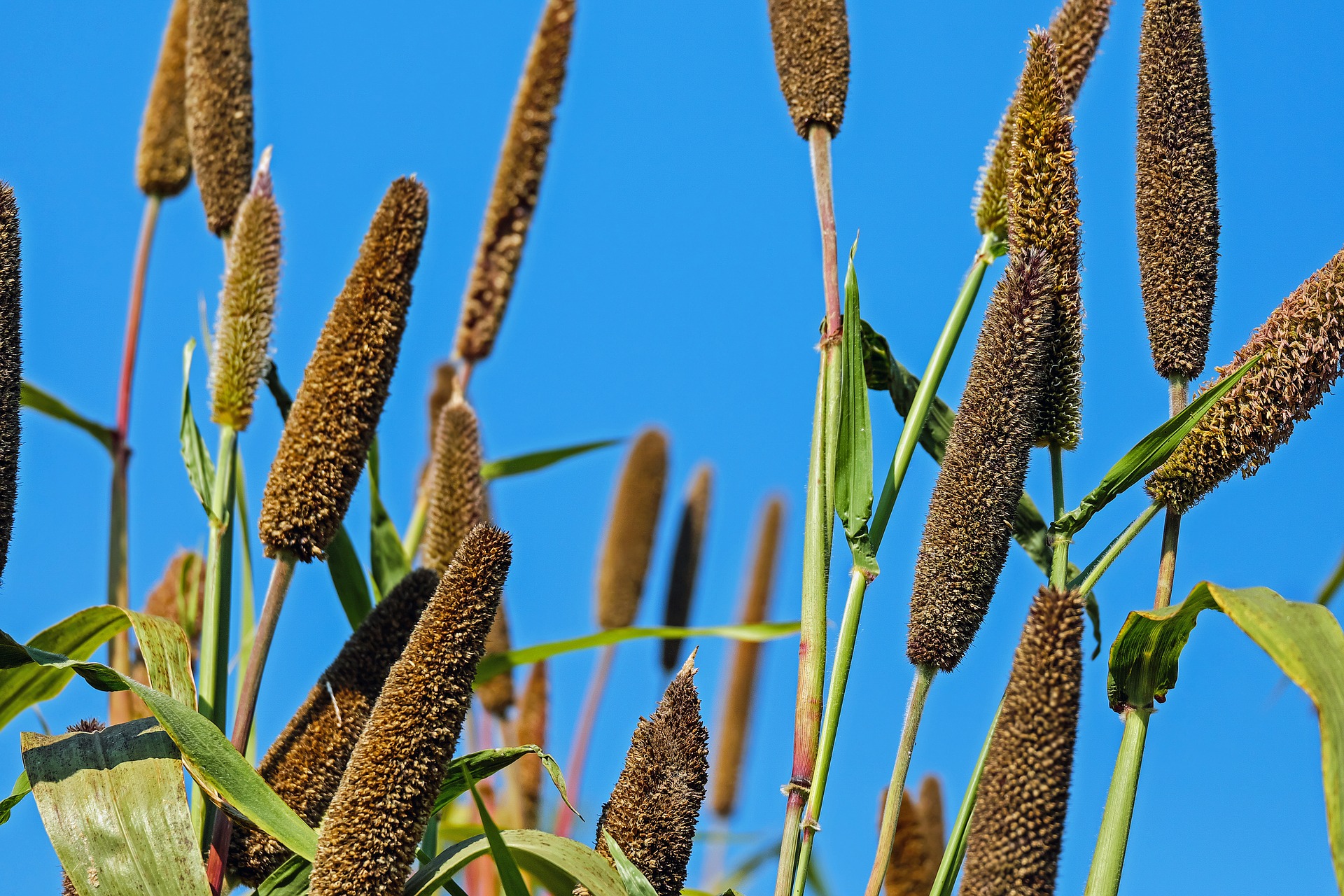 Millets, which the UN and FAO are celebrating for the International Year of Millets 2023