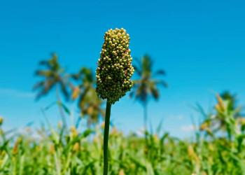 A sorghum plant, which is a type of millet, in celebration of the United Nation's Food & Agriculture Organisation's choice to name 2023 the International Year of Millets