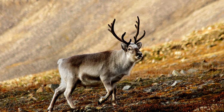 svalbard reindeer