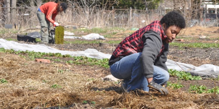 Food Deserts to Urban Oases: Circular Economy Solutions