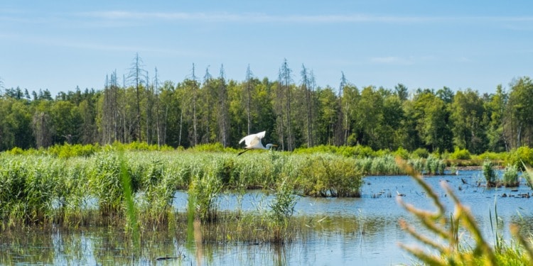 ‘Nature is Our Ship. We Must Ensure it Stays Afloat’: Historic Biodiversity Deal Agreed at COP15
